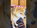 夕食タイムを寝過ごして呆然とする柴犬てぃーだ #柴犬 #柴犬てぃーだ #かわいい