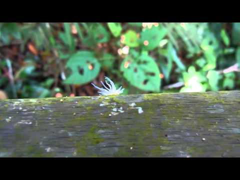 Flatid Planthopper Nymphs?