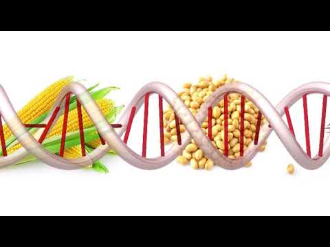 ვიდეო: რა არის გენმოდიფიცირებული საკვების დადებითი და უარყოფითი მხარეები?