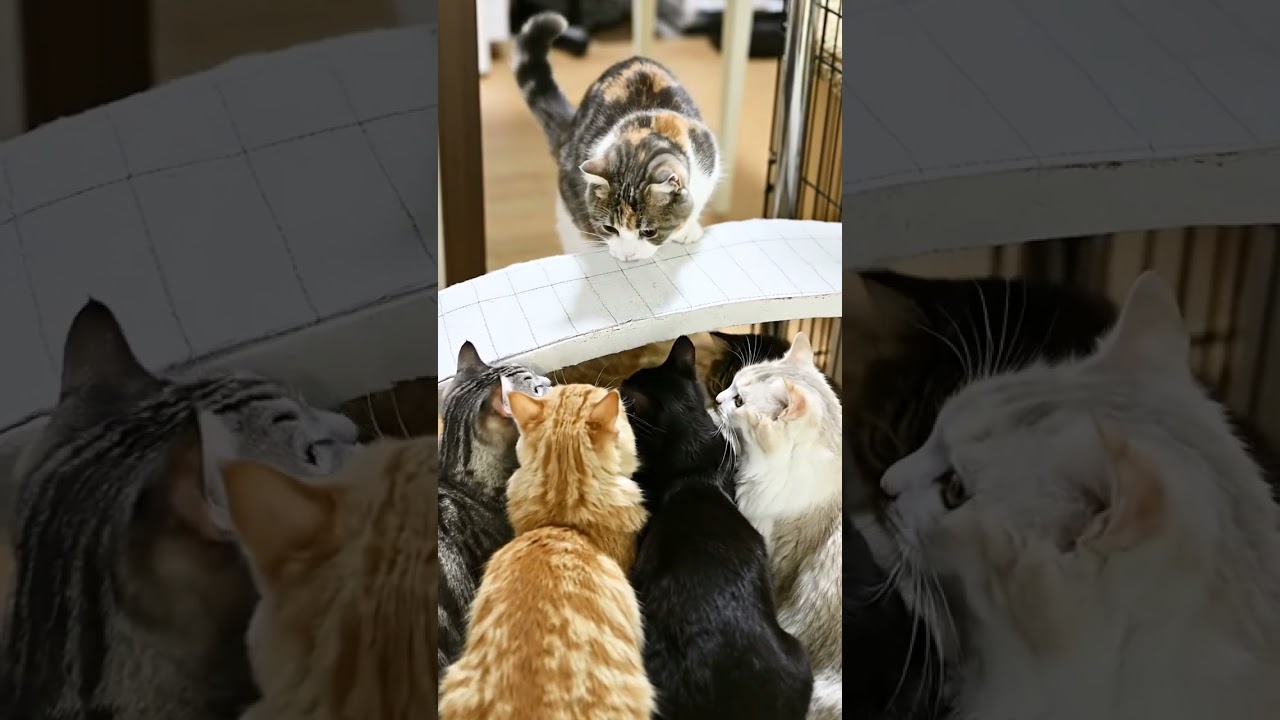Relaxing Cat Video for Stress Relief 😻🐈
