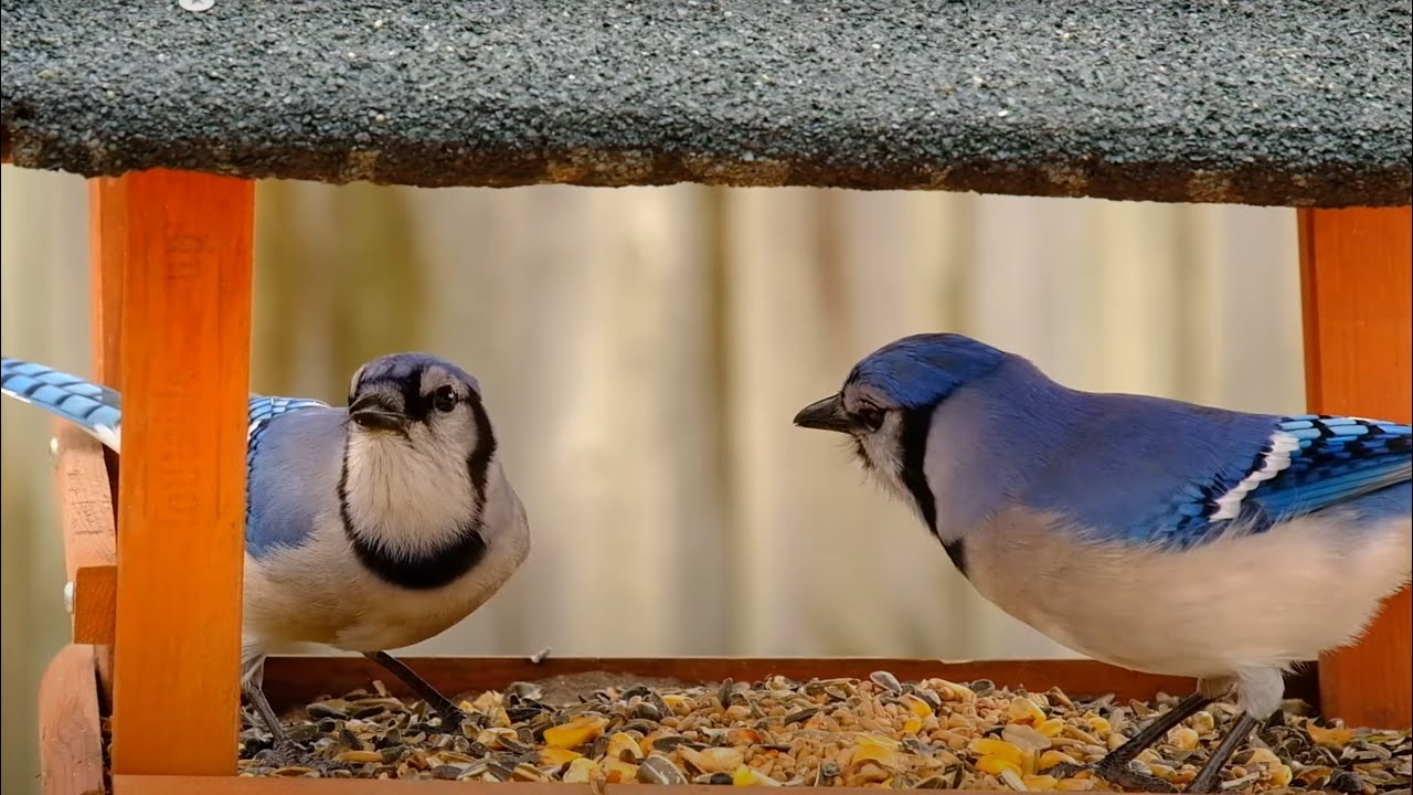 Backyard Birds and Squirrels 10 Hours April 3, 2022 YouTube