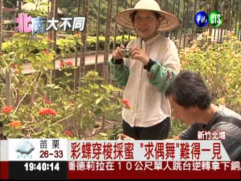 賞蝴蝶.吃美食 新竹北埔一日遊
