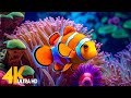 4K Stunning Underwater Wonders of the Red Sea + Relaxing Music - Coral Reefs &amp; Colorful Sea Life #6