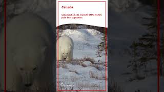 Canada Has Over 60% of the World’s Polar Bears