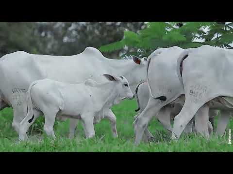 LOTE 98   JAX A875   JAX A899 e JAX A772