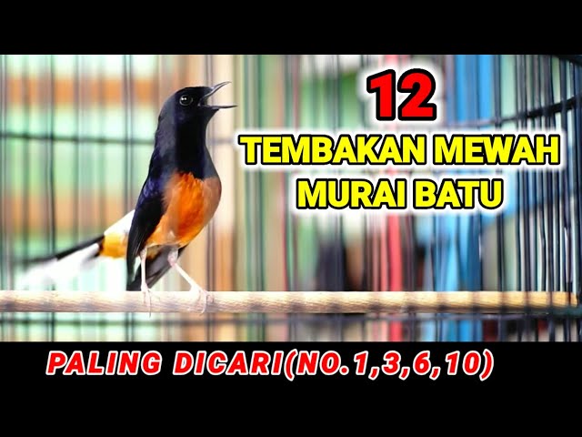 12 Tembakan murai batu isian MEWAH cocok untuk MASTERAN dan merangsang EMOSI ikut GACOR class=