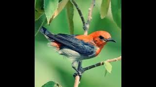 Burung kemade bersautan di alam liar dengan gemericik air