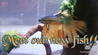 Buying A New Fish, What Did We Get??