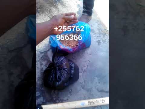 Video: Kamba Ya Kuku Katika Manjano Ya Mahindi