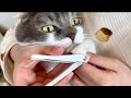 爪を切られて虚無顔になる猫さん #アメリカンカール #今日のたぴ #2025.02.14 #cat #tokyo