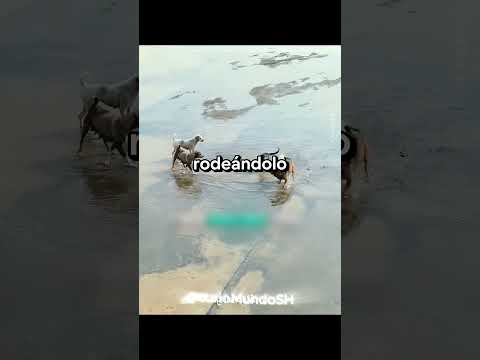 Al principio pensó que estaban jugando…💔😨 #shorts