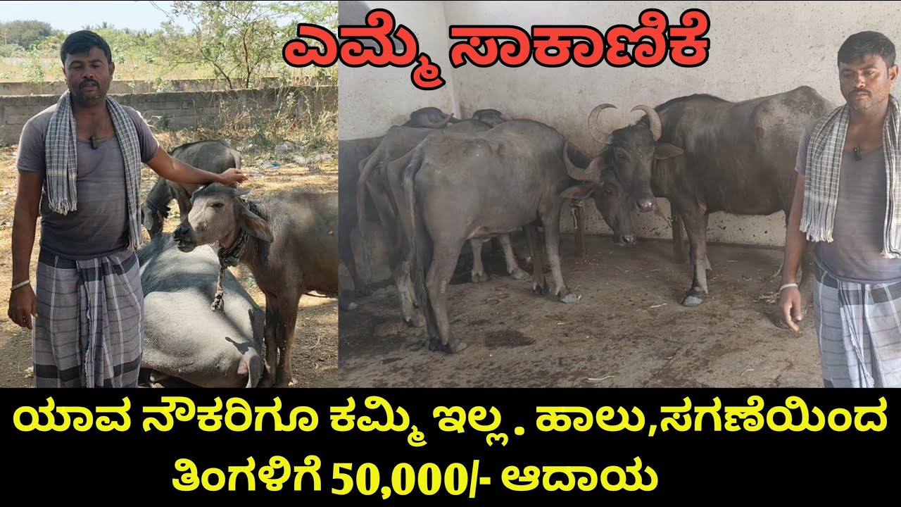 ಎಮ್ಮೆ ಸಾಕಾಣಿಕೆ | ಕಡಿಮೆ ಖರ್ಚಿನಲ್ಲಿ ಎಮ್ಮೆ ಸಾಕಾಣಿಕೆ | ತಿಂಗಳಿಗೆ ₹50,000/- ಆದಾಯ | ಯಾರಿಗೂ ಕಡಿಮೆ ಇಲ್ಲ ನಾವು