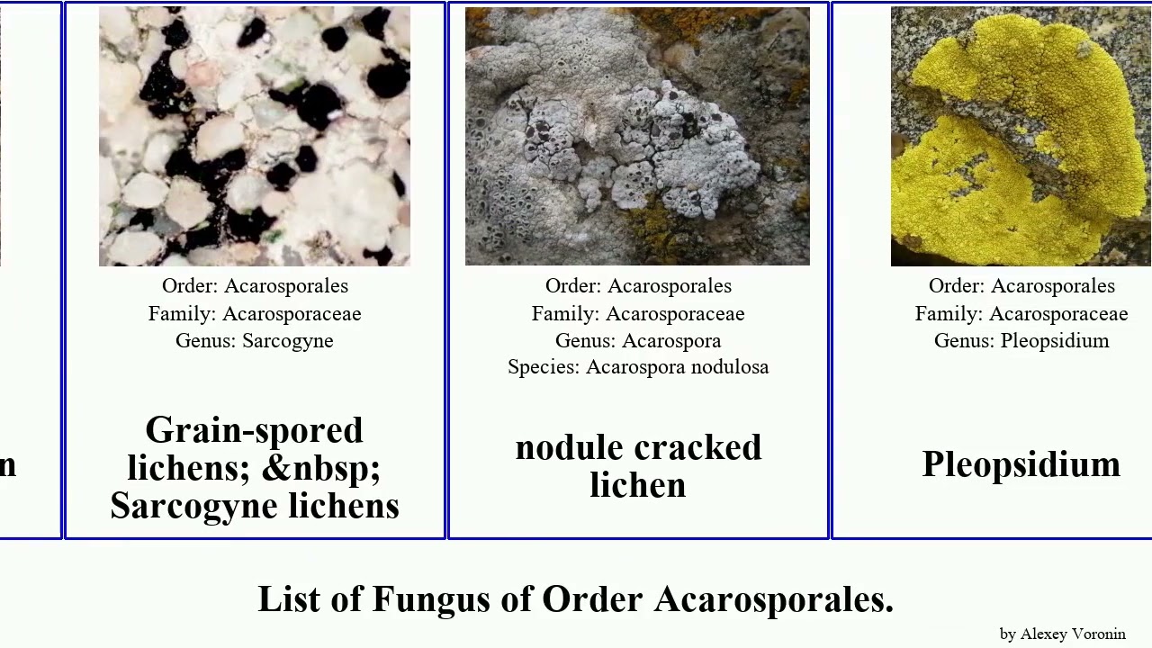 Fungus of Order Acarosporales lichen cracked nbsp lichens nodule versicolor insignis Pleopsidium