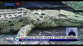 Evakuasi Buaya Muara Di Kolaka Sulawesi Tenggara Ditolak Warga  Lis 1902
