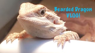 1 month with Irwin! Bearded dragon VLOG!