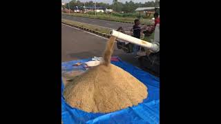Harvesting Paddy In The Fields Of Buticas Navelim Salcete Goa.