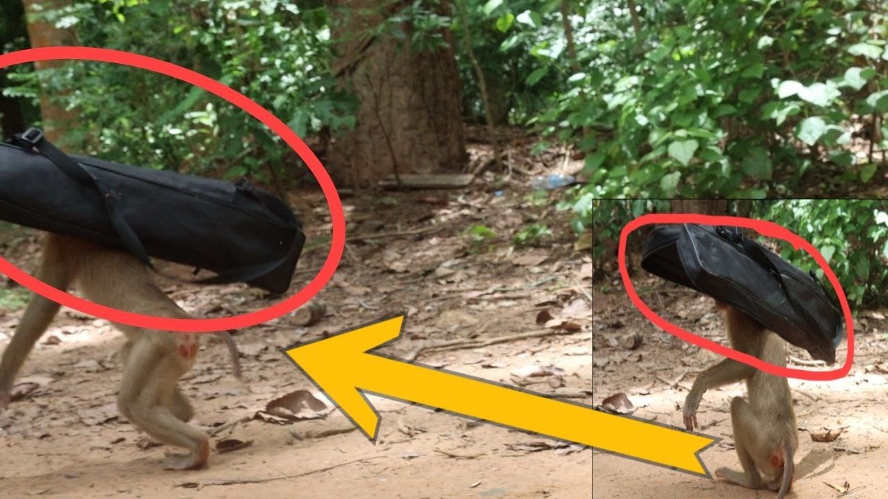 Cute Monkeys Stealing Camera Bags - How to Trick Them