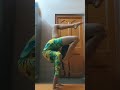 hand stand 💕🩵 #dance #yoga #yogaskills #yogae #yogapose #youtubeshorts #motivation #advancedyoga
