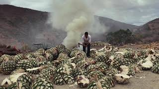 La tapada de maguey
