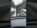 Help a helpless puppy being chased by a lion. #animals #wildlife