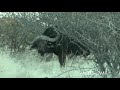 Motsomi safaris bow hunting cape buffalo