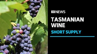 Grape Supply Low But Quality High For Wine Makers In Tasmania Abc News