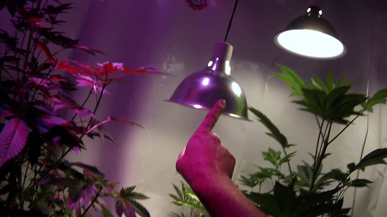 My grow room,closet 14.1