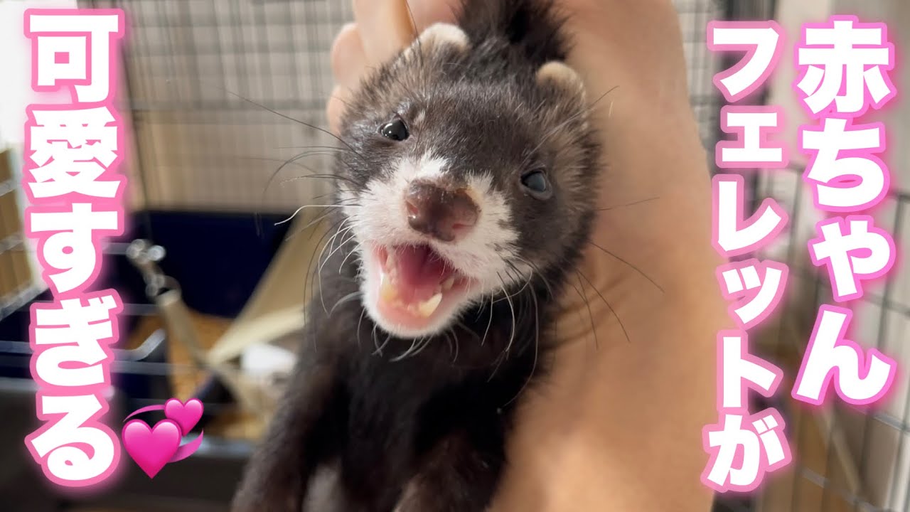お迎え 赤ちゃんフェレットが可愛すぎるwww Youtube お迎え 赤ちゃんフェレットが可愛すぎるwww Youtube