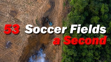 Deforestation Is Worse Than You Think—And It’s Just the Beginning