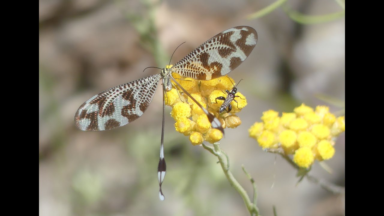 Insecto NEMOPTERA BIPENNIS o DUENDE