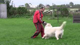 Firepool Otso-training of defence/White Swiss Shepherd