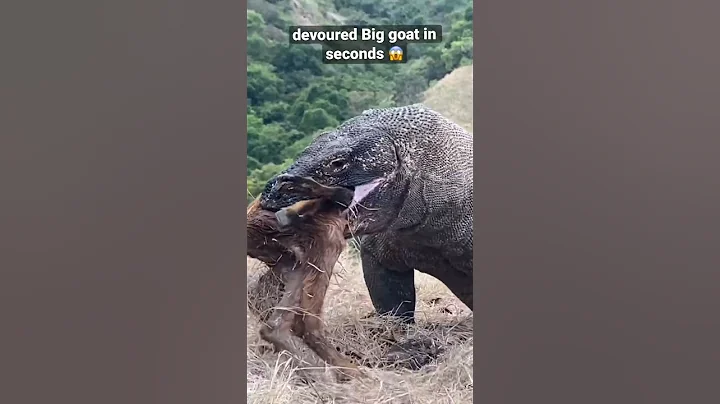 How Komodo swallows goat #shorts #animal