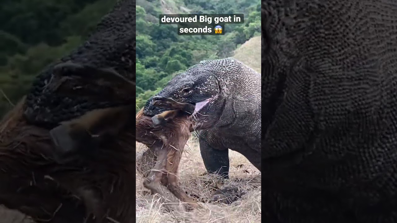 How Komodo swallows goat 