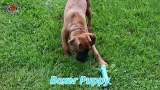 Handsome Boxer Puppy