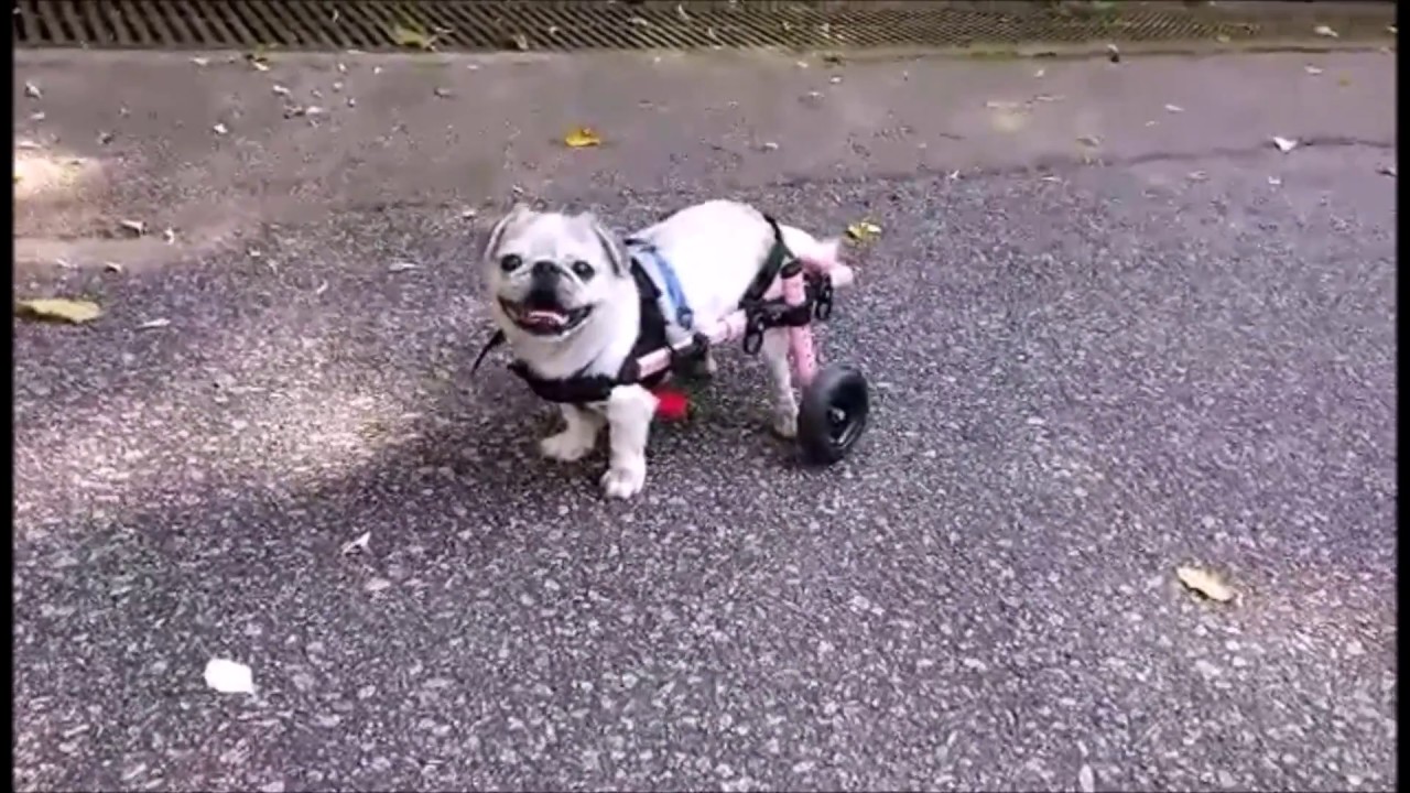 wheelchair sign Got Pugs?