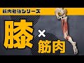 【膝×筋肉】膝関節の動き＆主要な筋肉がすべてわかる動画