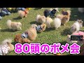 ポメラニアンだらけのポメ会に潜入した結果…