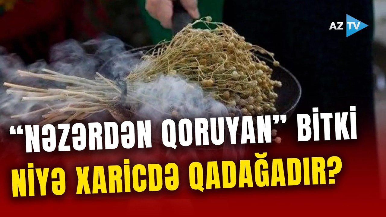 Üzərlik tüstüsü ZƏRƏRLİDİR? - Bu bitki haqqında BİLMƏDİKLƏRİMİZ: Nazirlikdən vətəndaşlara MÜRACİƏT