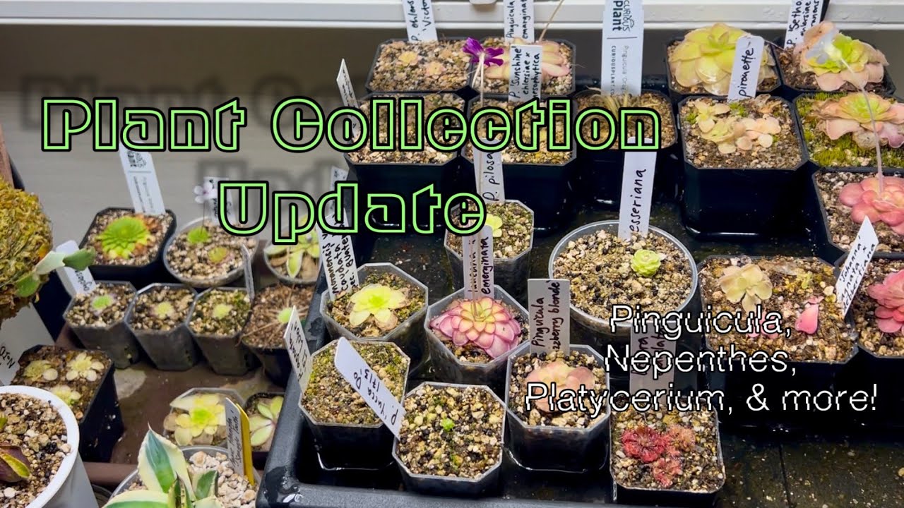 Carnivorous Plant Collection Tour + Update | Pinguicula, Nepenthes, Platycerium, & more!!