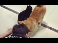 猫にいたずらしようとすると犬が慌てて阻止しに来た Shiba Inu protect the cat
