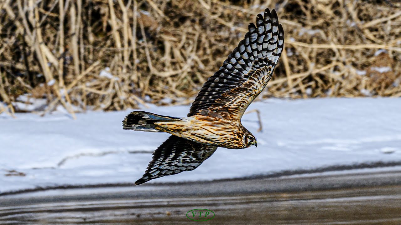 잿빛개구리매 (F) 비행: A female  northern harrier flying over  reed forest in search of food. #4 (0.4 Speed)