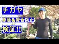 [ガーデニング] チガヤの根絶 「キャリア28年のプロガーデナーが検証 チガヤを駆除しながら土壌改良をする方法 」