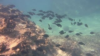 慶良間国立公園が誕生 新規指定は２７年ぶり