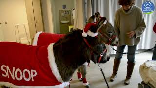 Donkeys Snoop and Albert visit Weldmar's Inpatient Unit