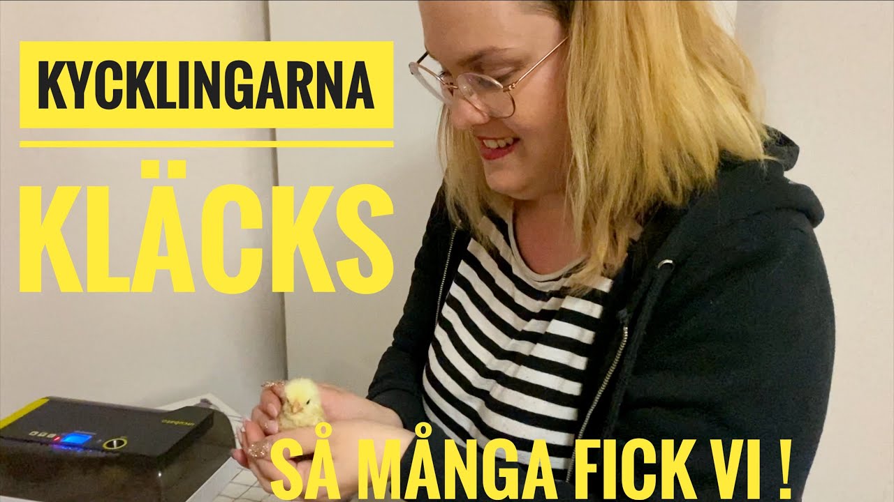 Kycklingarna kläcks 1 - Kläcka kycklingar i maskin