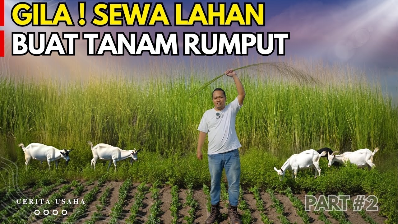 NEKAT TANAM RUMPUT BUAT PAKAN TERNAK KAMBING DOMBA OMSET RATUSAN JUTA!? | KISAH INSPIRATIF