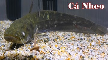 Review Cá Cảnh, Bắt Cá Nheo Ngoài Ruộng Về Nuôi Làm Cảnh