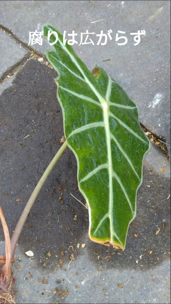 アロカシア ワトソニアナ ライトニング 芋ひとつ 直径1㎝の芋から育て3