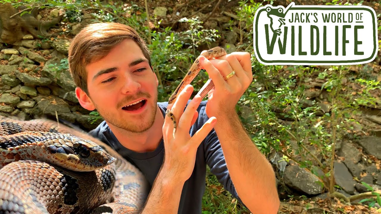 HOGNOSE snake CAPTURE!