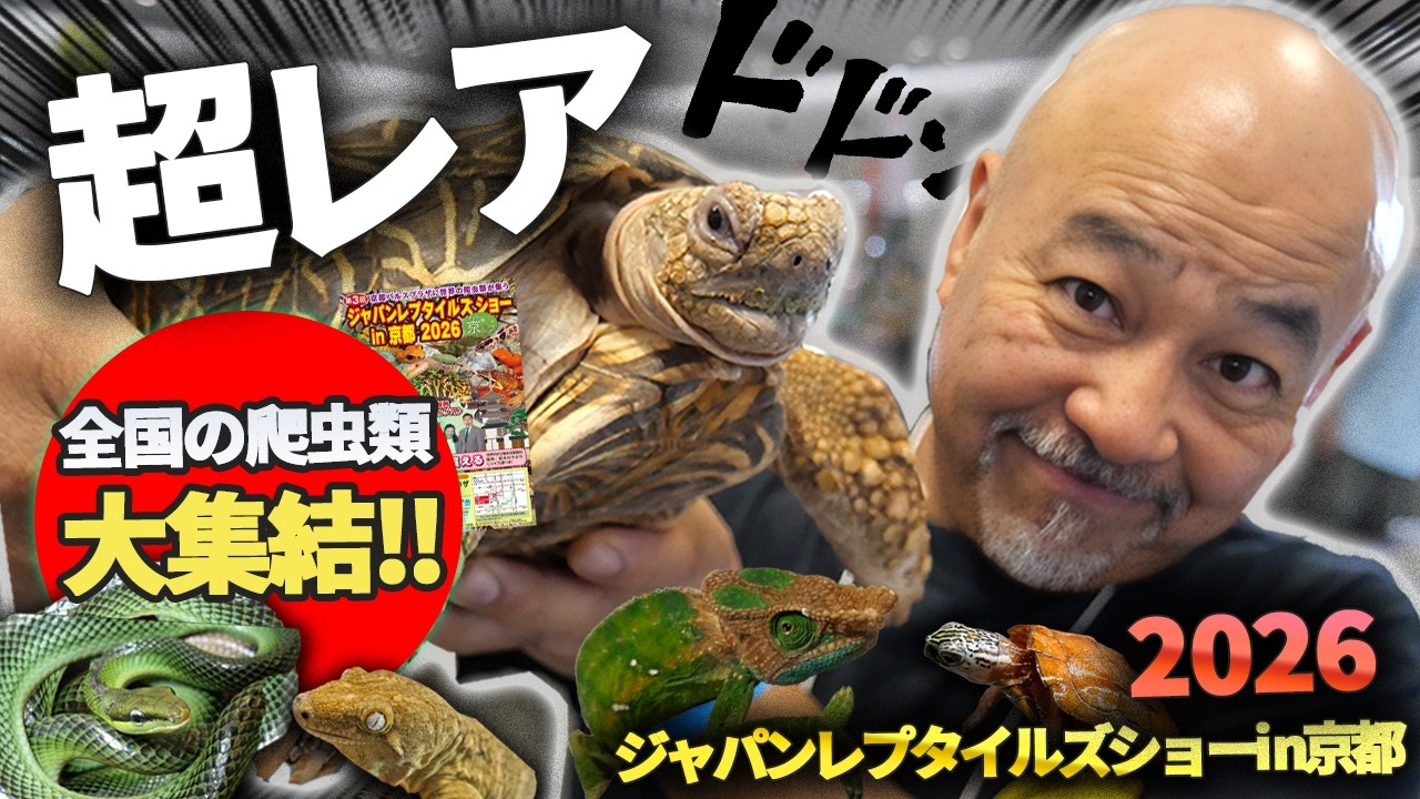 We exhibited at Kyoto Reptile Show 2026, featuring a plethora of
